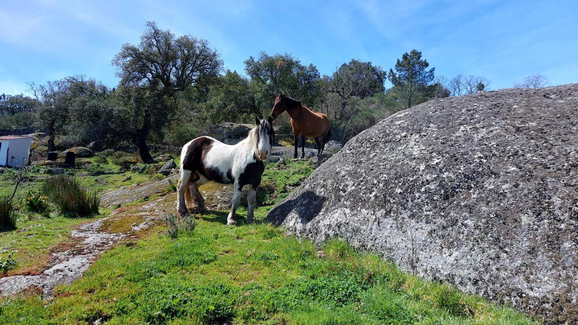 Magic Nature Lodge Marvão 外观 照片